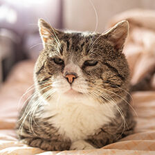 senior cat